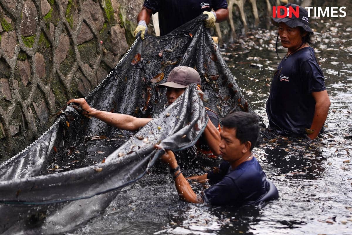 Gubernur DKI Jakarta, Pramono Anung hadiri kegiatan Operasi Penangkapan Ikan Sapu-Sapu di Kelurahan Kelapa Gading Barat, Kelapa Gading, Jakarta Utara, pada Jumat (17/4/2026). 