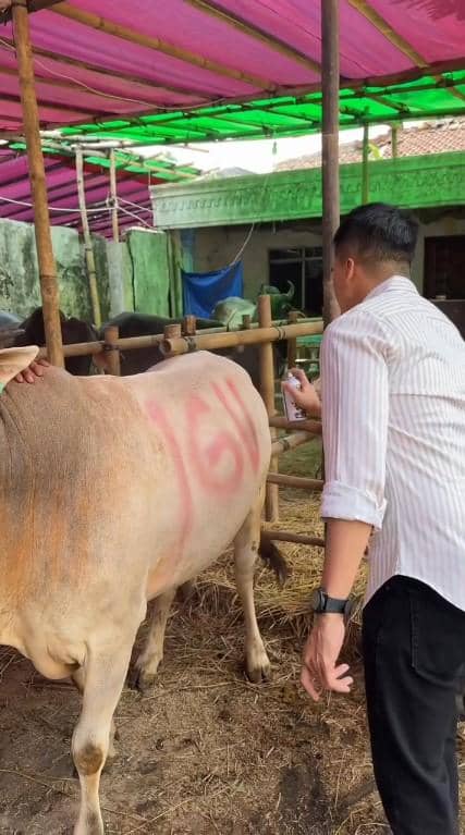 Ivan Gunawan beli hewan kurban