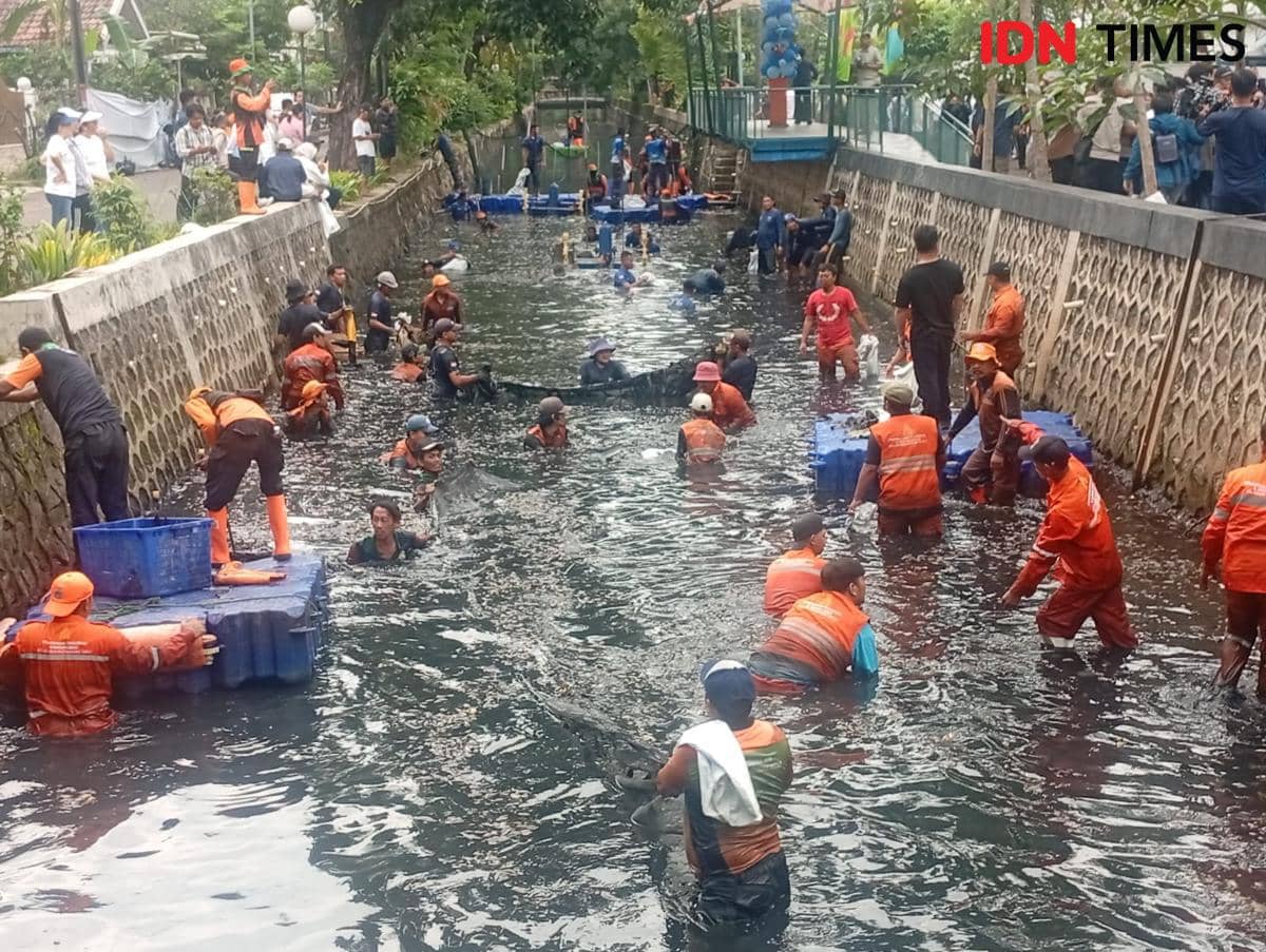 Gubernur DKI Jakarta Pramono Anung memimpin pemberantasan ikan sapu-sapu di Jakarta Utara, Jumat (17/4/2026). 