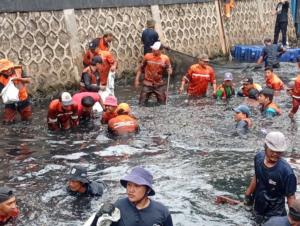 Gubernur DKI Jakarta Pramono Anung memimpin pemberantasan ikan sapu-sapu di Jakarta Utara, Jumat (17/4/2026). 