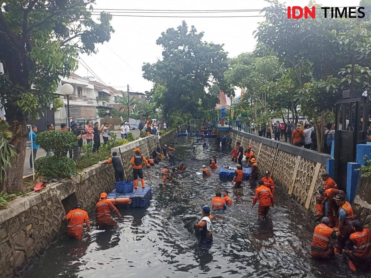 Gubernur DKI Jakarta Pramono Anung memimpin pemberantasan ikan sapu-sapu di Jakarta Utara, Jumat (17/4/2026). 