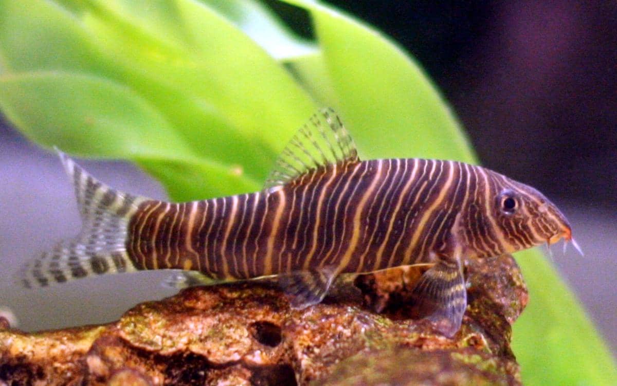 Botia Zebra