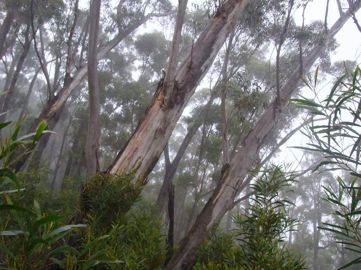 Potret kulit pohon eukaliptus