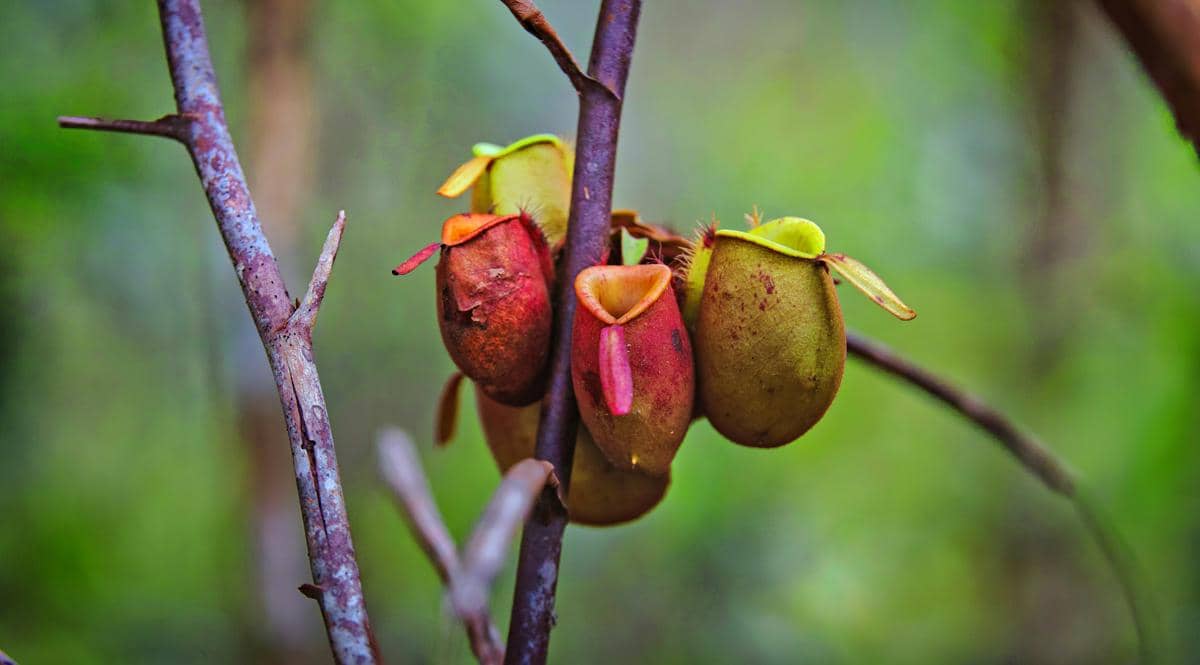 Nepenthes