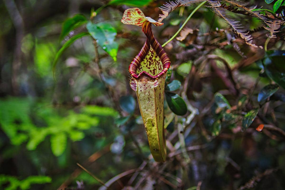 Nepenthes