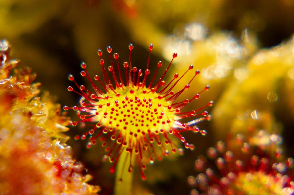 Drosera Rotundifolia 