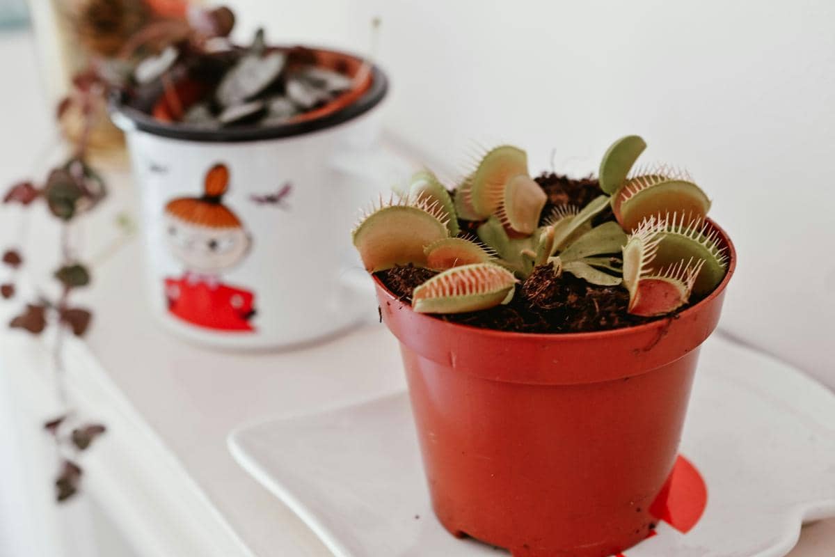 Venus flytrap