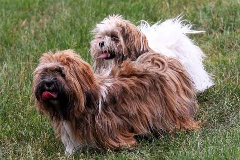 Dua anjing Lhasa Apso berbulu panjang berwarna cokelat dan putih sedang berbaring di atas rumput hijau dengan lidah terjulur.