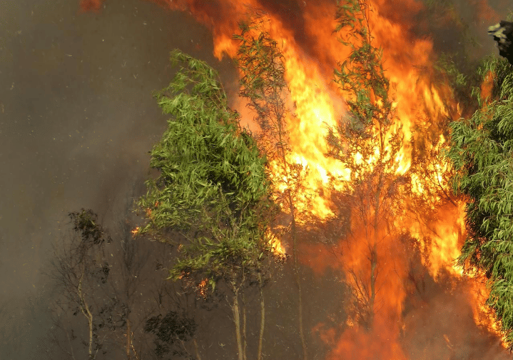 Kenapa Pohon Eukaliptus Rentan Terbakar? Ini Penjelasannya