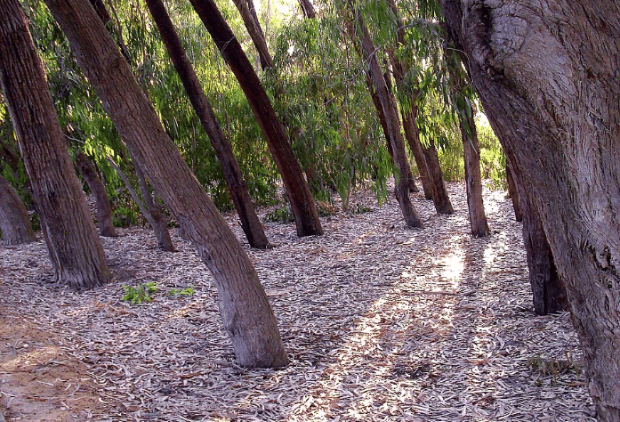 Potret tumpukan daun kering eukaliptus 