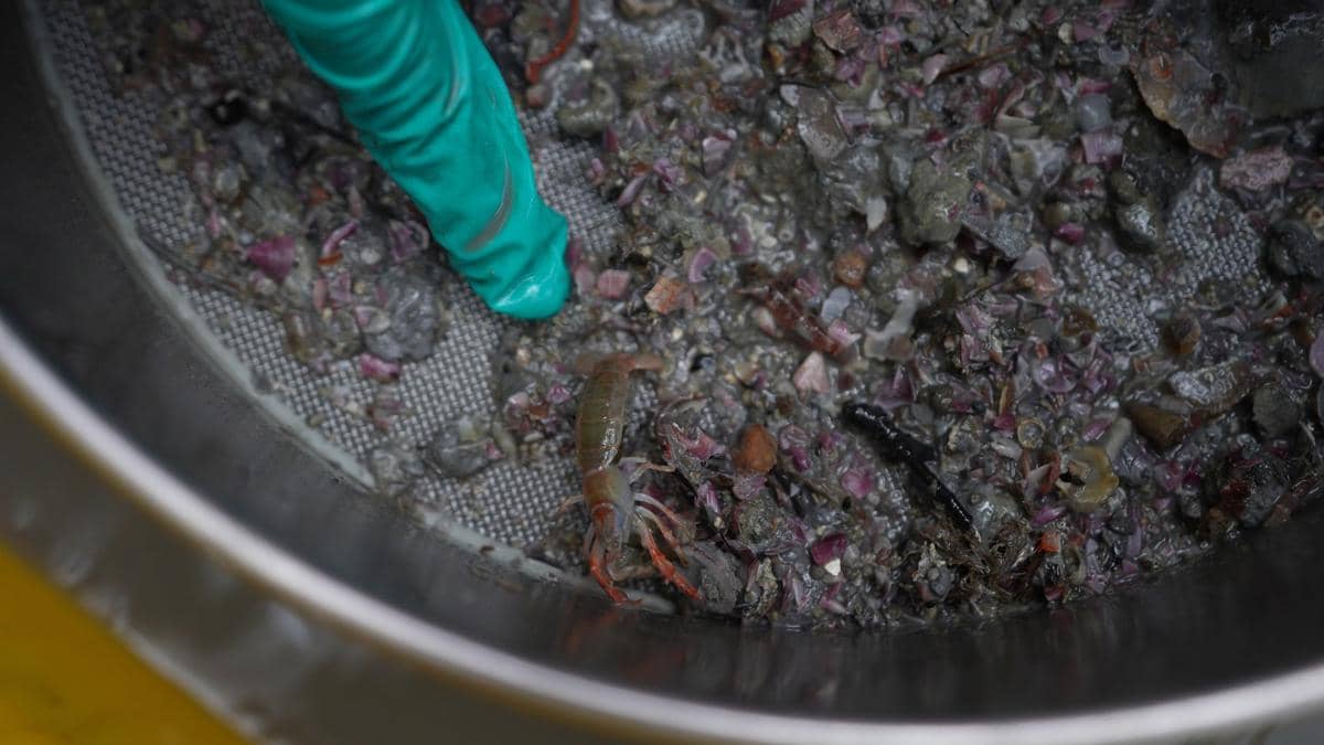 Akademisi Soroti Pemulihan Ekosistem Laut di Sumbawa Barat