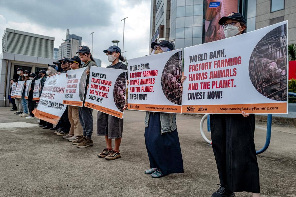 Aksi Global Soroti Pendanaan World Bank untuk Peternakan Intensif