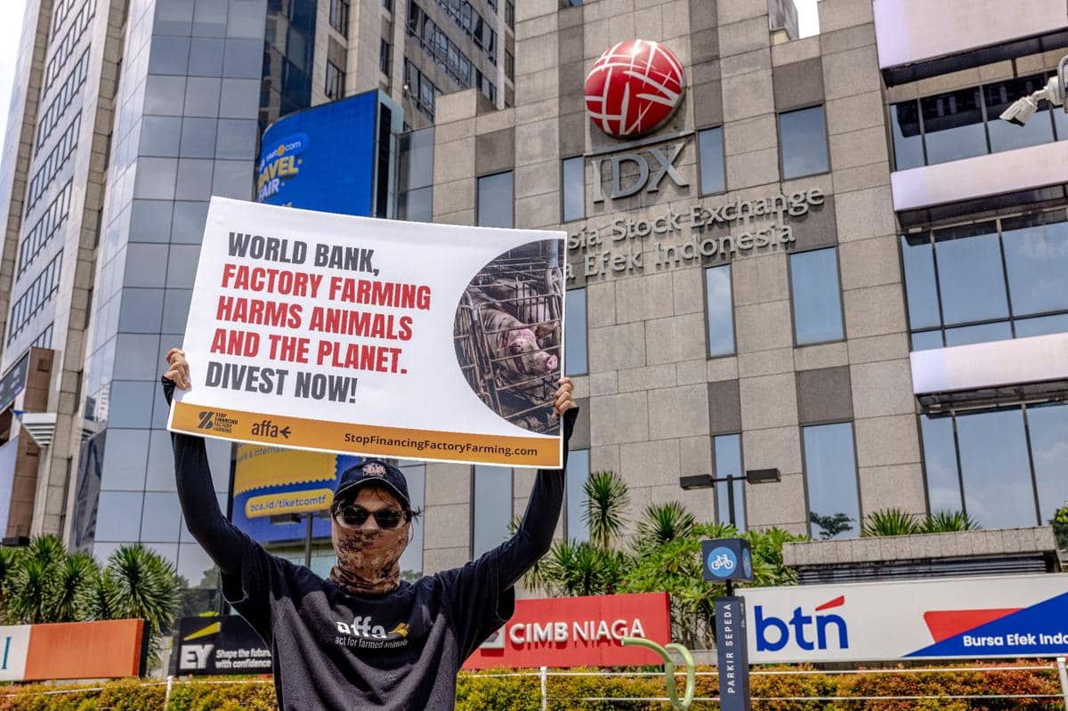 Aksi Global Soroti Pendanaan World Bank untuk Peternakan Intensif (Dok. IDN Times)