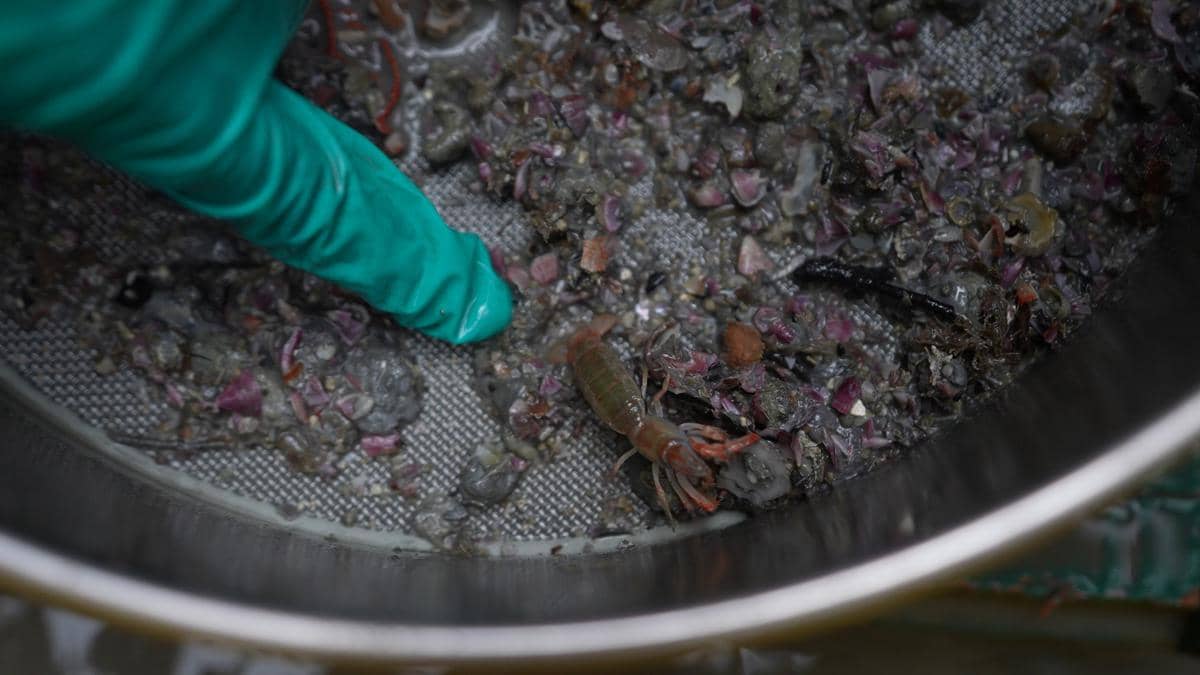 Salah satu hewan yang muncul dalam penelitian pemulihan ekosistem di Sumbawa Barat. (Dok.AMMAN)