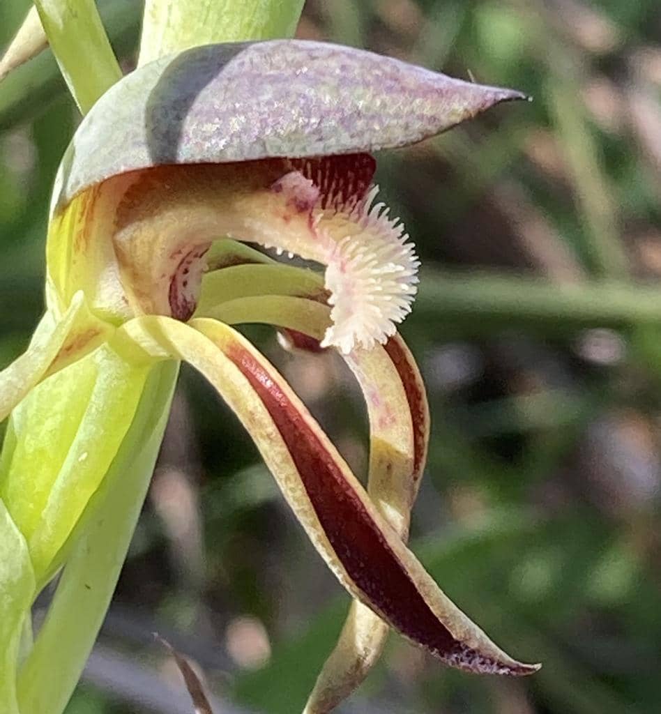 Anggrek Rattle Beaks
