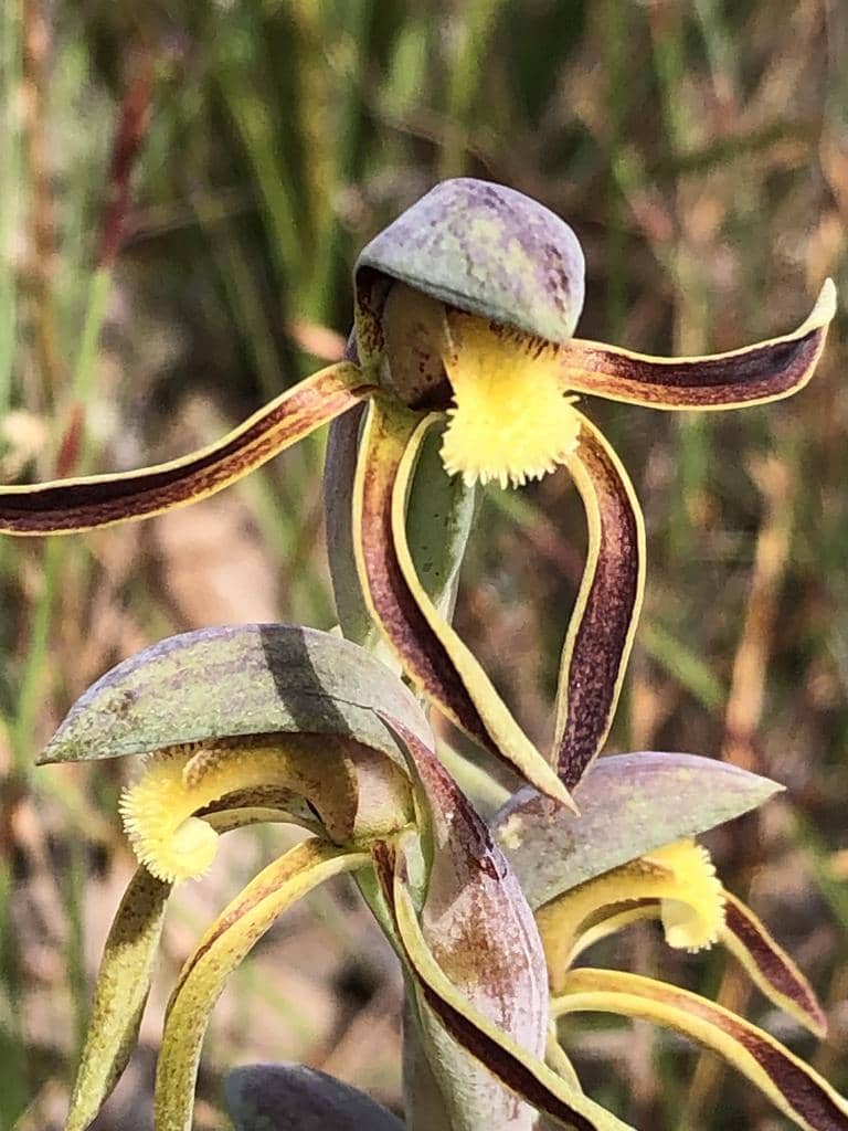 Anggrek Rattle Beaks