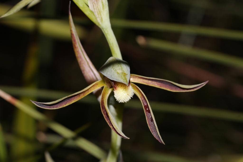 Anggrek Rattle Beaks