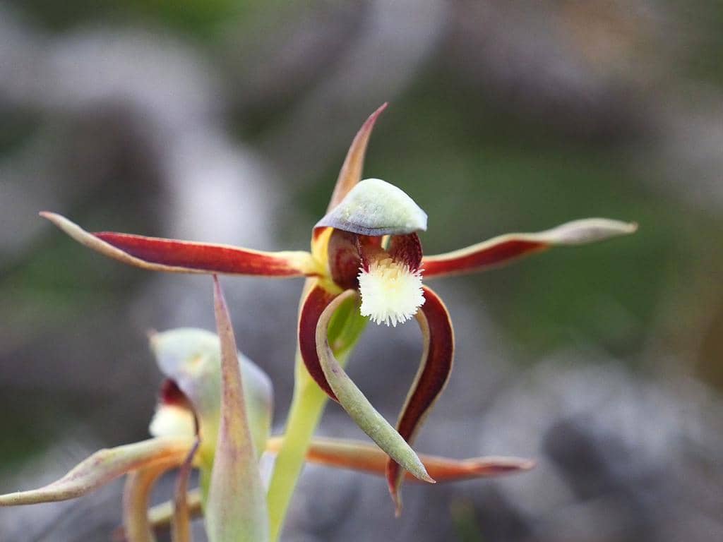 5 Fakta Anggrek Rattle Beaks, Tanaman Unik yang Bisa Mengeluarkan Bunyi Kerincing