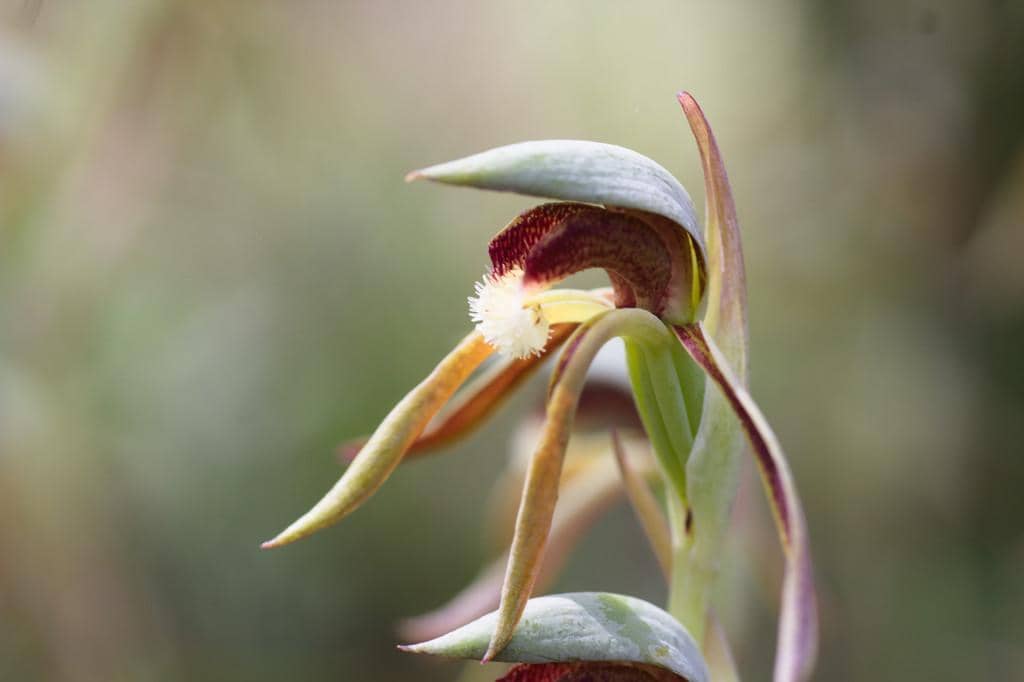 Anggrek Rattle Beaks