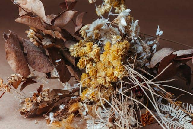 Ilustrasi bunga kering 