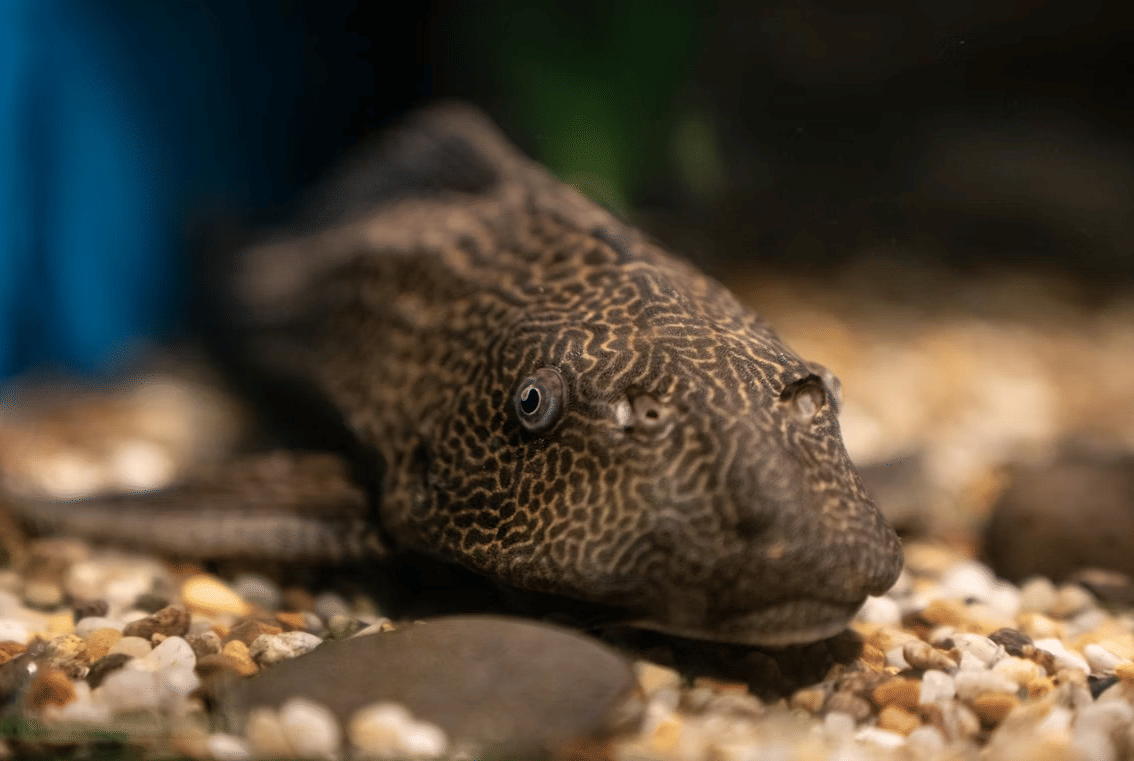 Mengapa Ikan Sapu-sapu Bisa Bertahan Hidup di Berbagai Habitat?