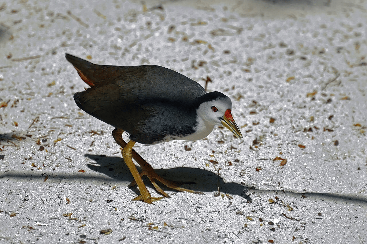 burung truwok