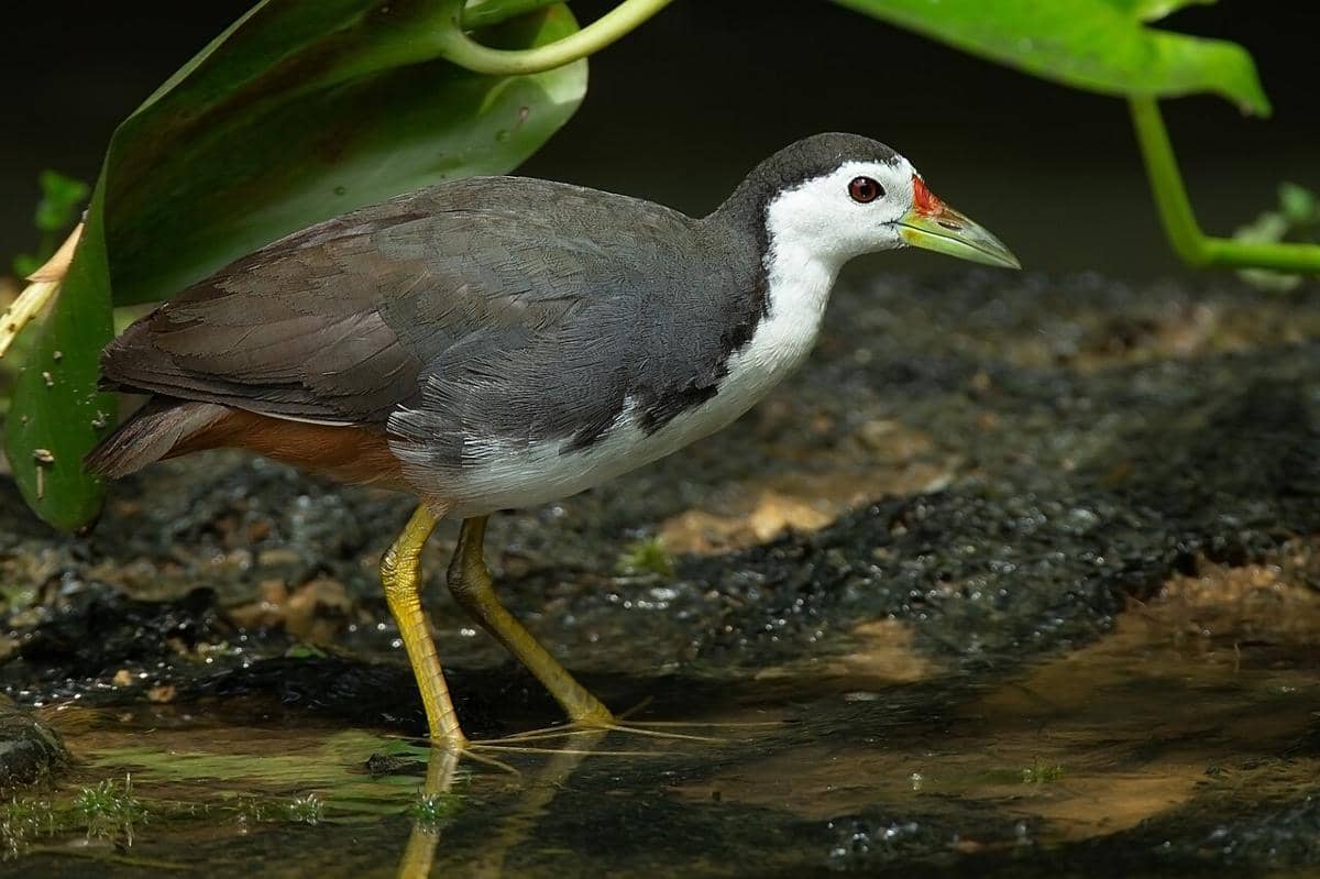 burung truwok