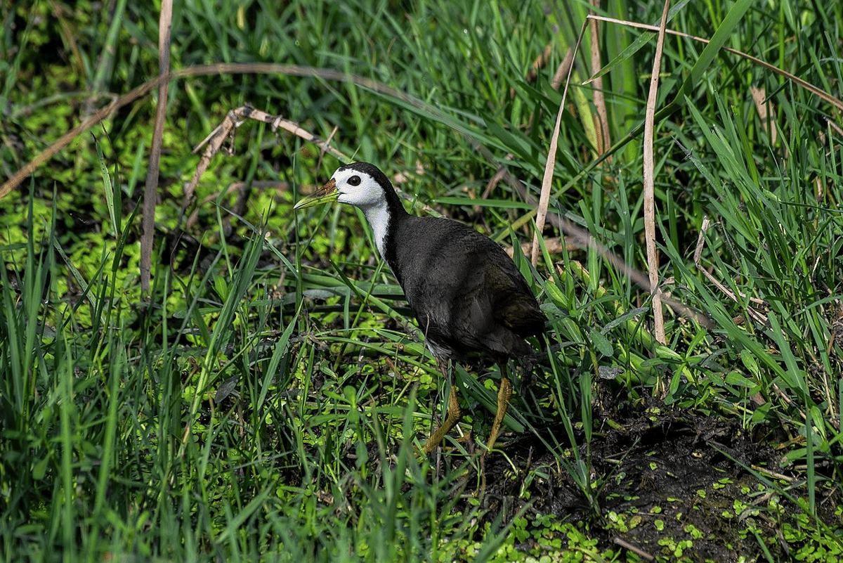 burung truwok