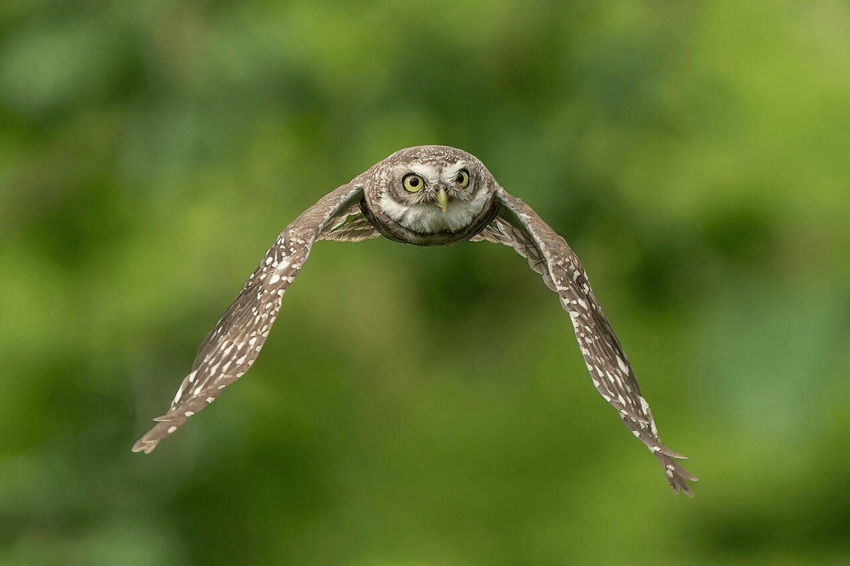 burung hantu tutul