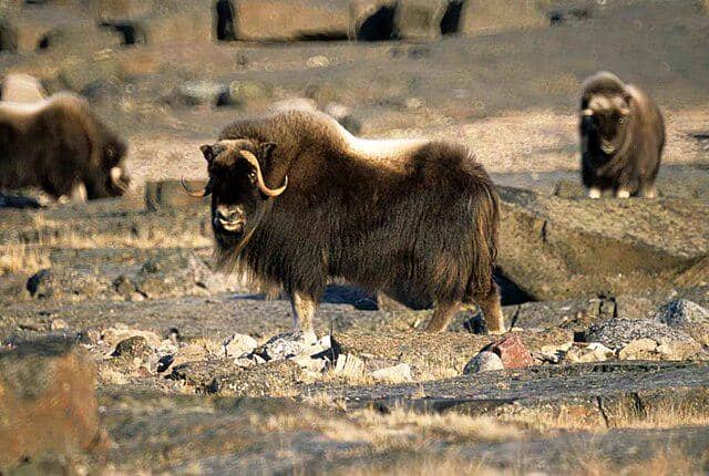Muskox