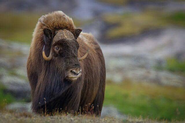7 Fakta Gila Muskox, Hewan Tangguh yang Selamat dari Zaman Es dan Kepunahan