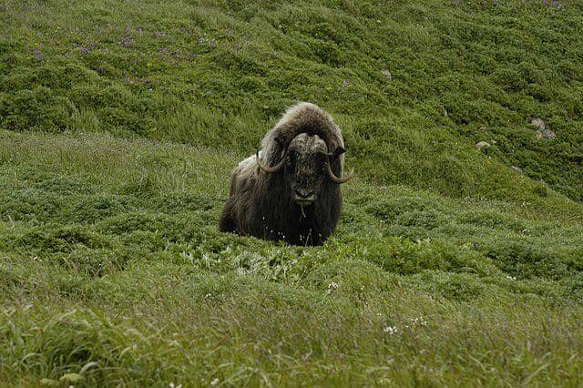 Muskox