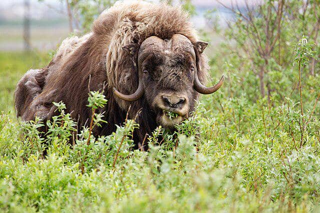 Muskox