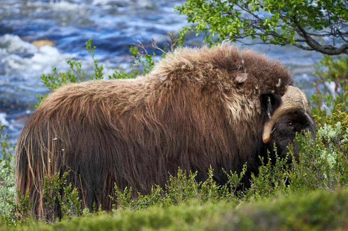 Muskox