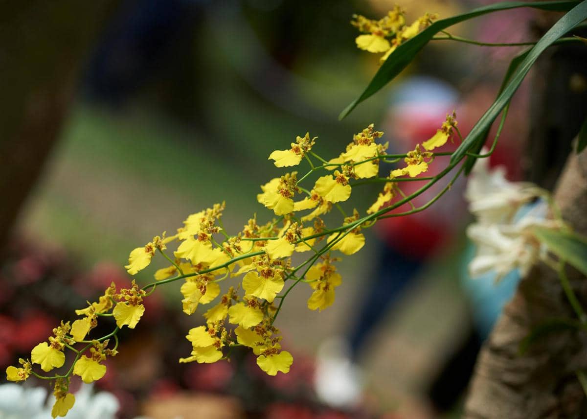 ilustrasi anggrek oncidium
