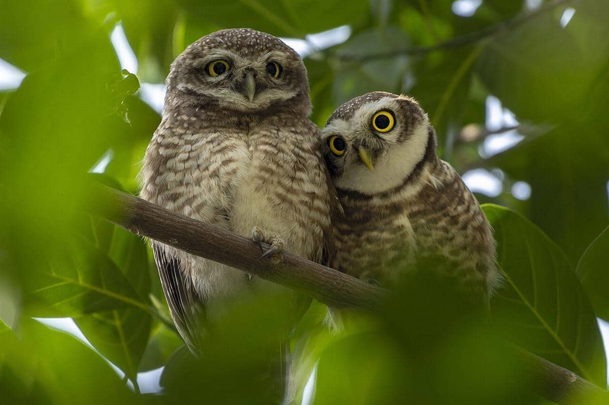burung hantu tutul