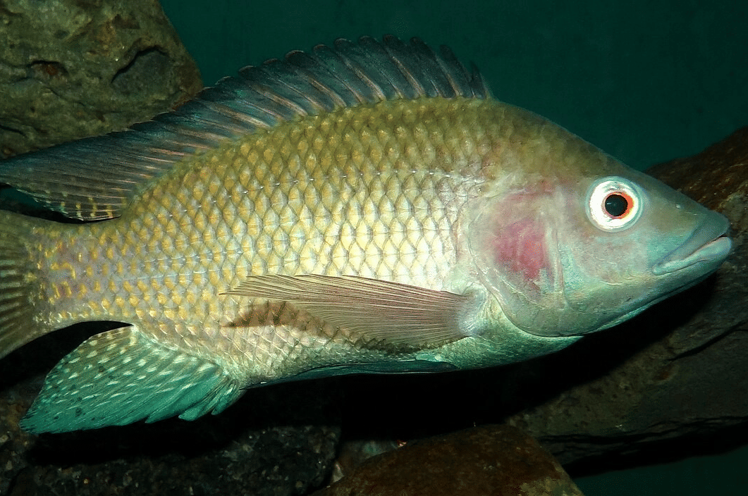 Apakah Ikan Nila Bisa Hidup di Laut? Begini Fakta Ilmiahnya