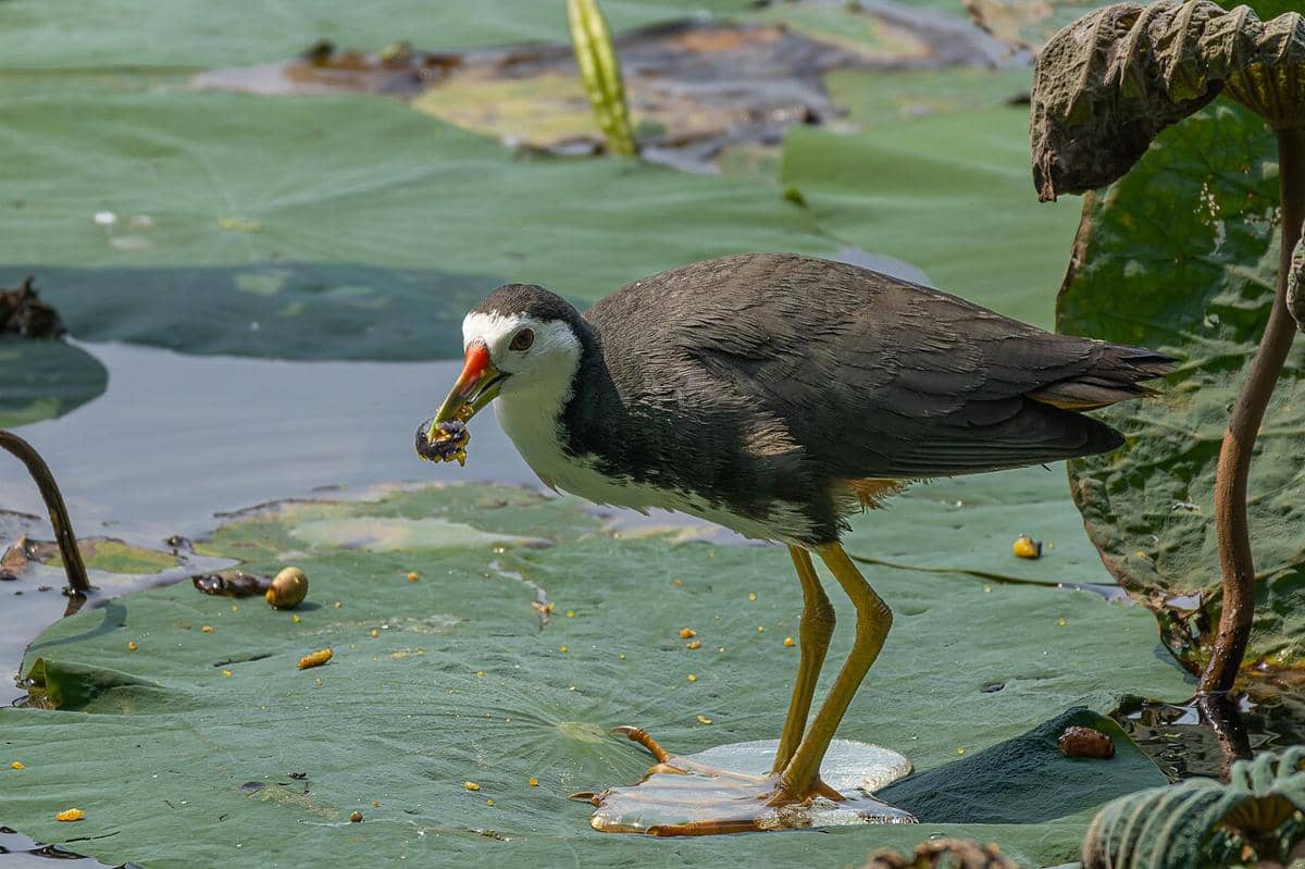 burung truwok