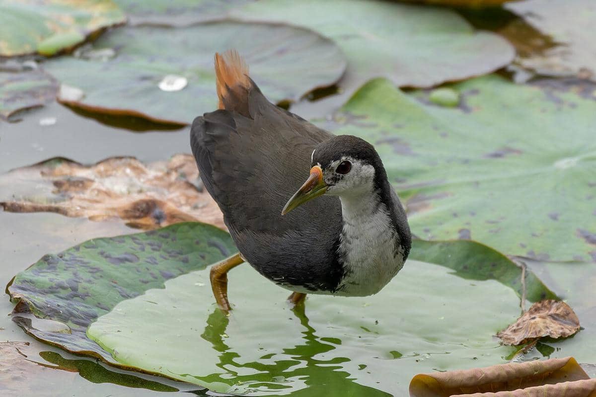 5 Fakta Unik Burung Truwok, Hewan Kecil dengan Banyak Nama