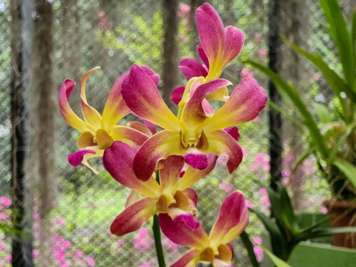 ilustrasi anggrek dendrobium