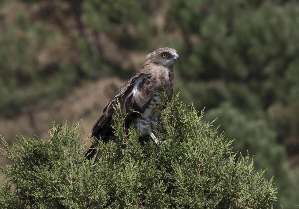 Elang Ular Jari Pendek