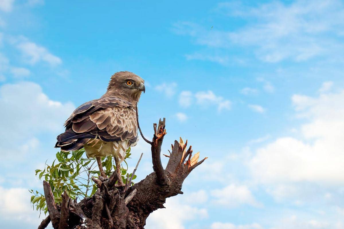 5 Fakta Elang Ular Jari Pendek, Pengintai yang Sanggup Melayang Diam di Udara