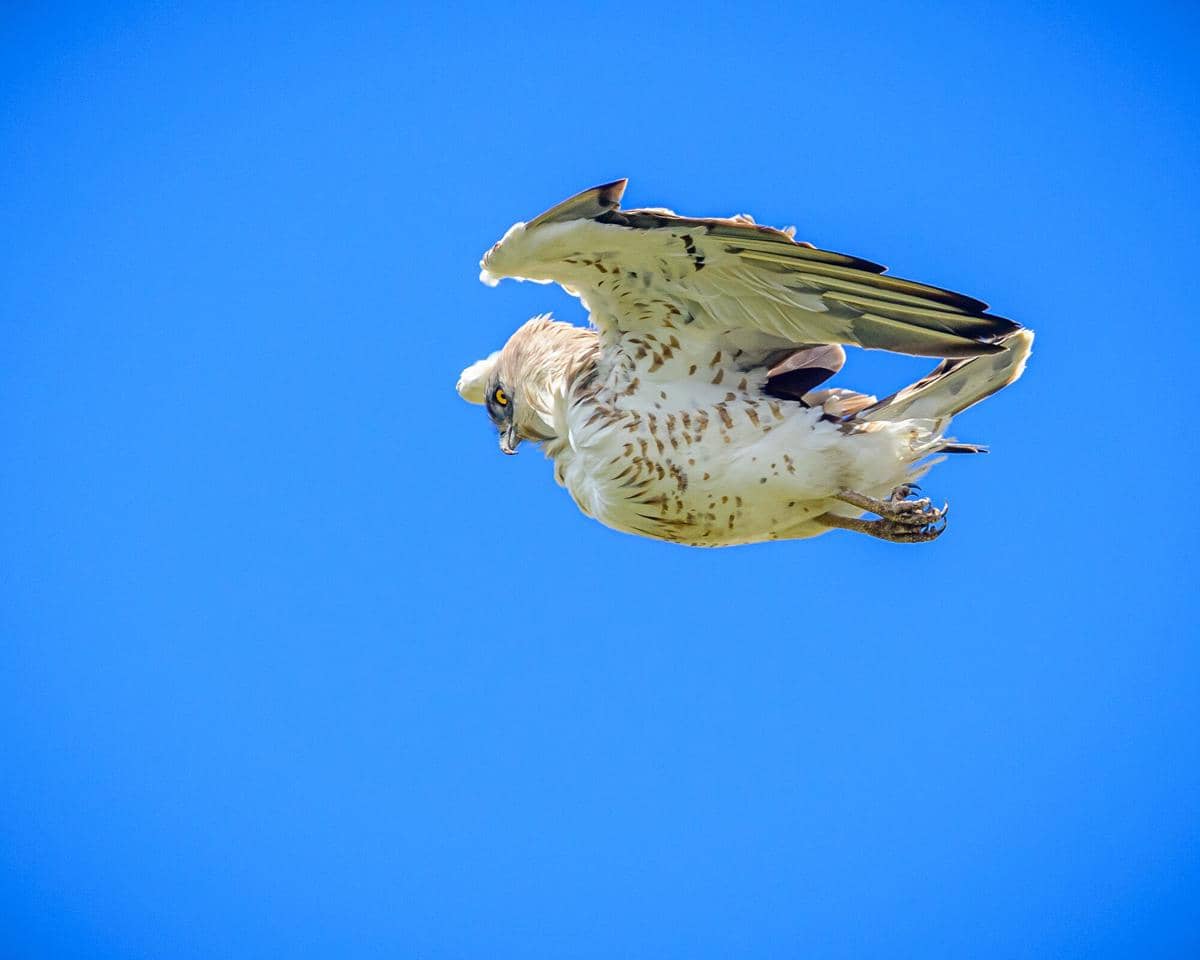 Elang Ular Jari Pendek