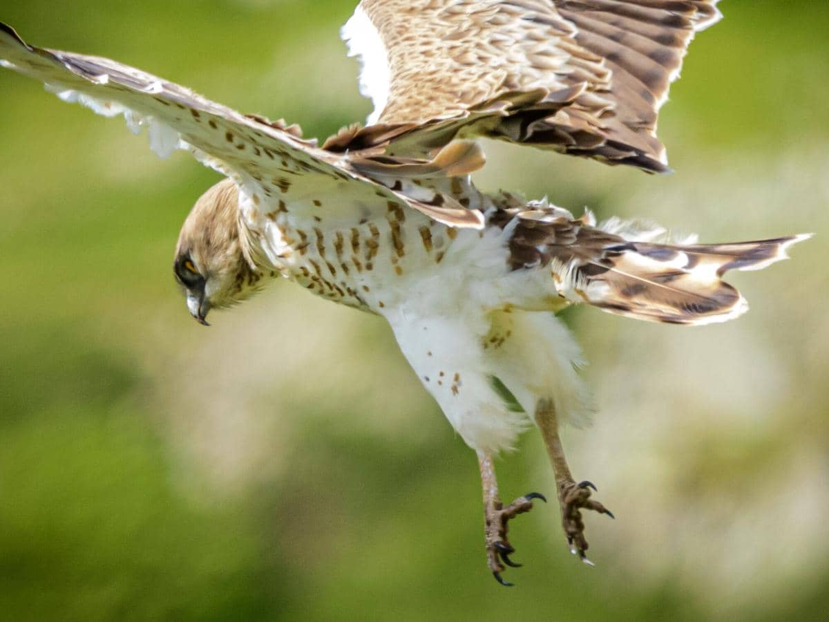 Elang Ular Jari Pendek