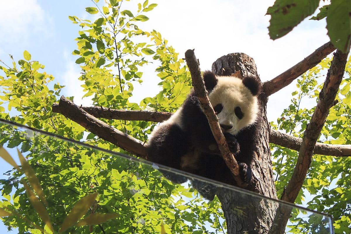 Seekor panda yang berada di kebun binatang istana Schönbrunn