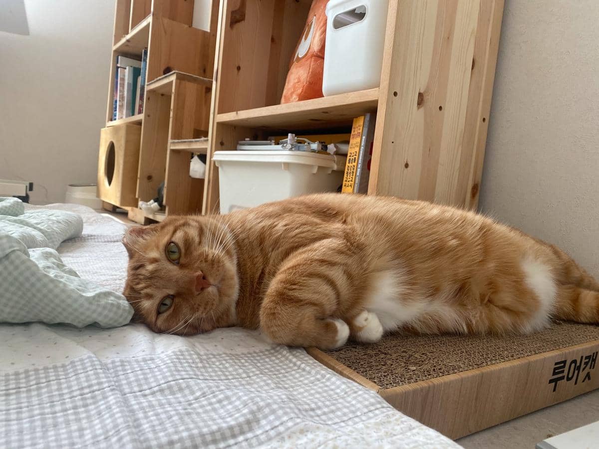 kucing Jjaemu yang viral