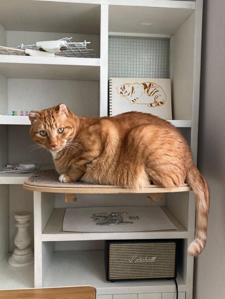 kucing Jjaemu yang viral