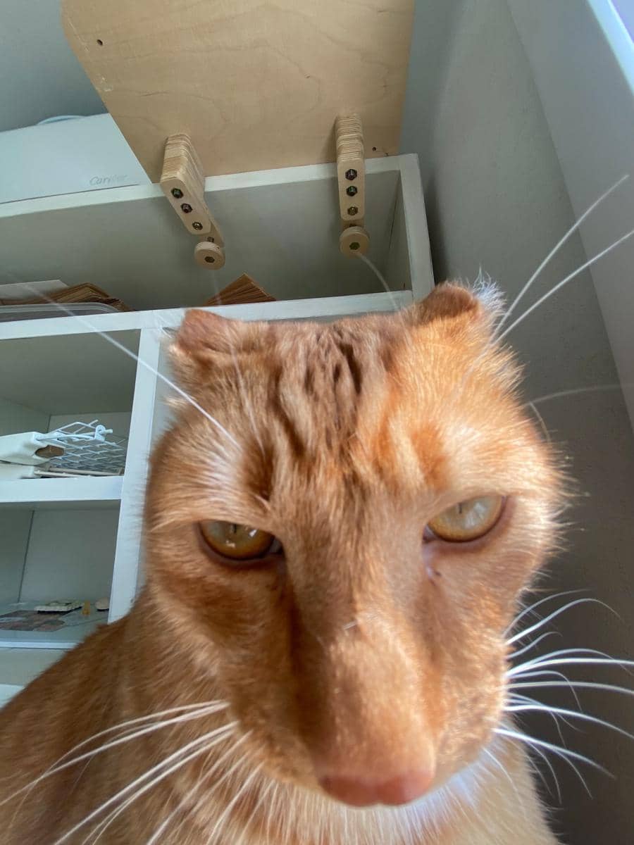 kucing Jjaemu yang viral