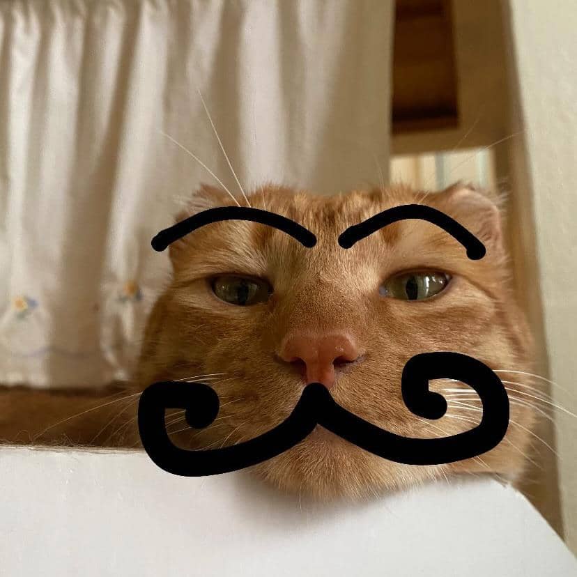 kucing Jjaemu yang viral