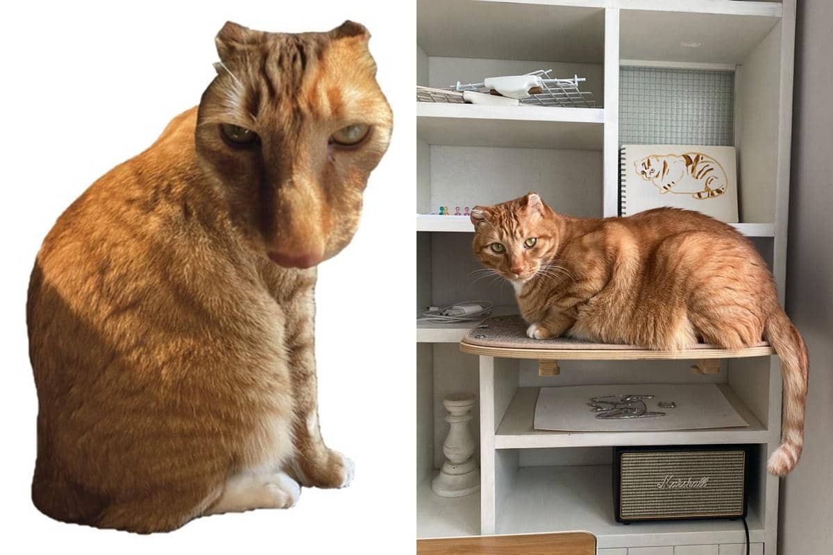 7 Fakta Jjaemu Si Kucing Oren yang Viral karena Game Brush Jjaemu